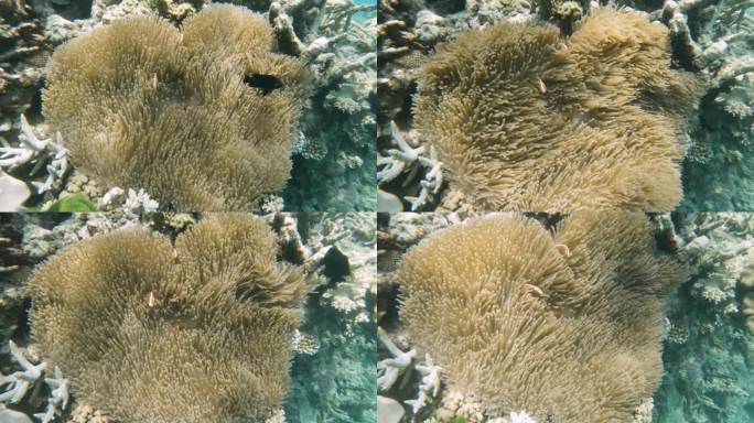 大堡礁的珊瑚礁生态系统上，一只大型海葵在招待一群粉红海葵鱼