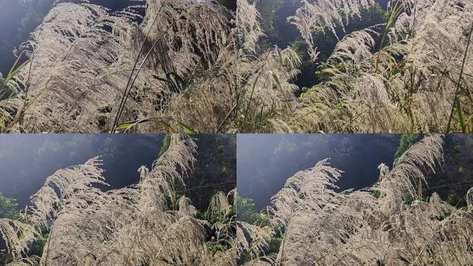 风吹野草花杂草荒草荒野野外野草枯黄枯萎