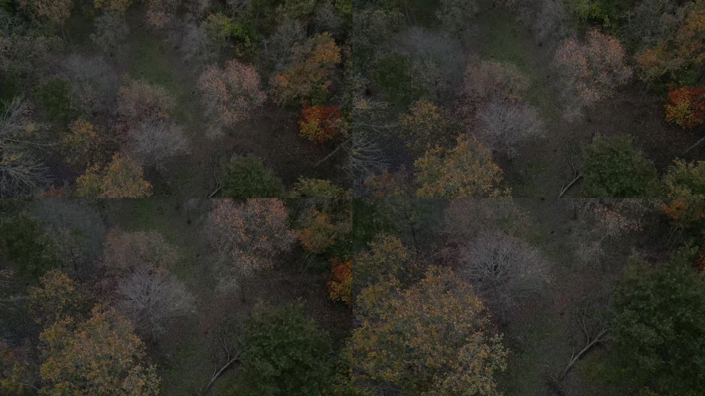 无人机在森林的树木之间俯冲。