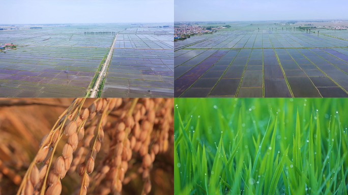 高清实拍水稻生长全过程