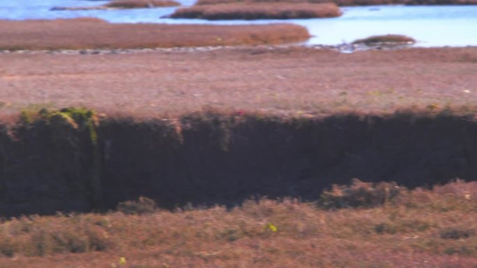 一只白色冠毛的卡拉卡拉低飞到地面，飞过一片洼地，然后飞过海边的干草地