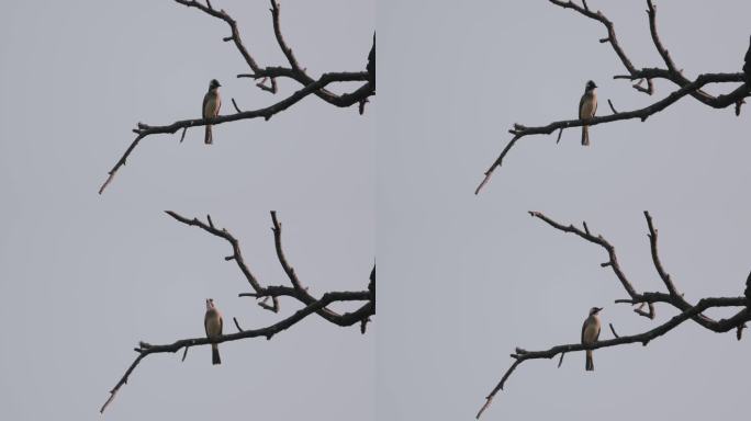 4K冬天树枝头上的小鸟