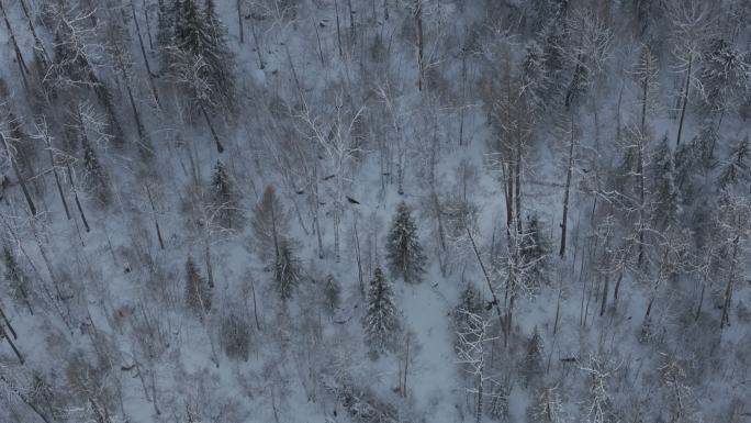森林雪景素材（4K）