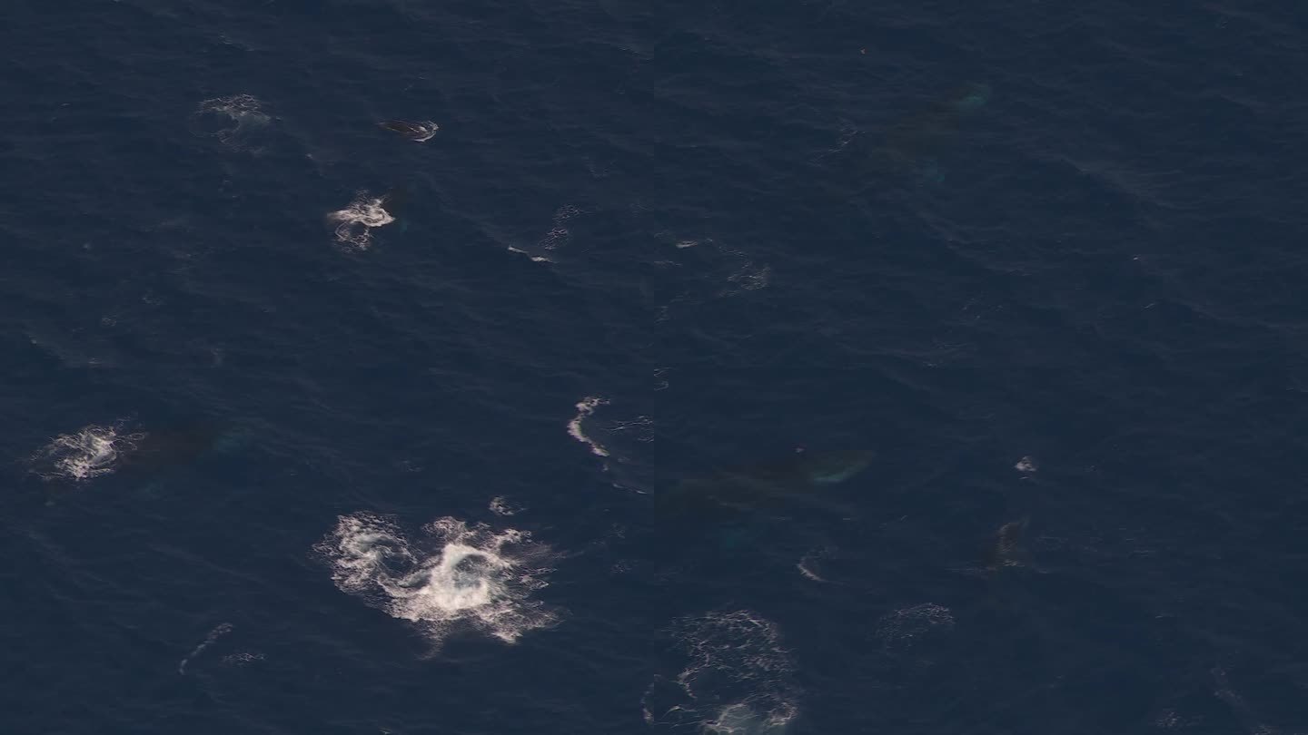 留尼旺岛鲸鱼群，法国海岸突破，无人机航拍