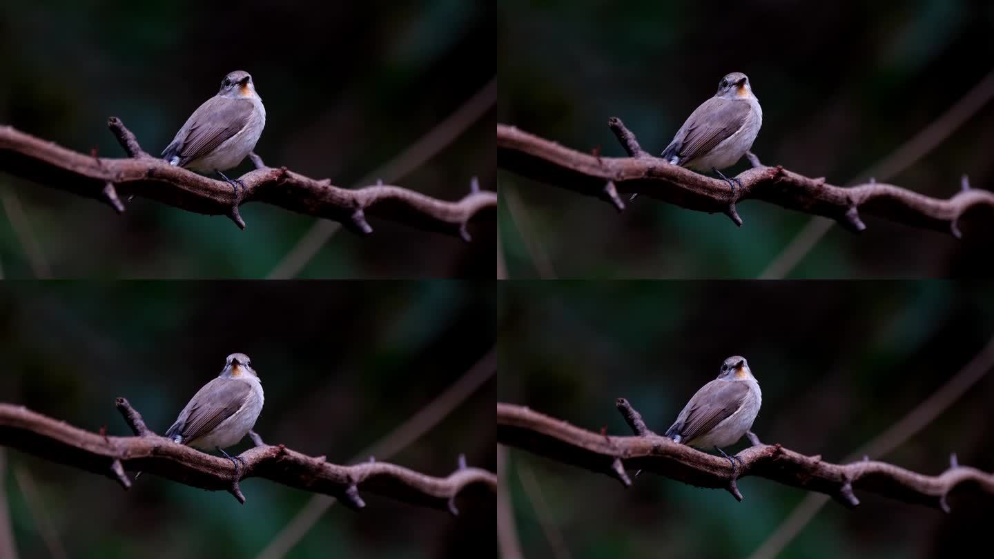泰国，在黑暗的森林里，当这只鸟在一棵藤蔓上上下摆动尾巴时，相机把镜头拉近了