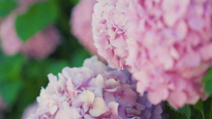 粉红色的绣球花在特写镜头中展现了大自然的精致之美