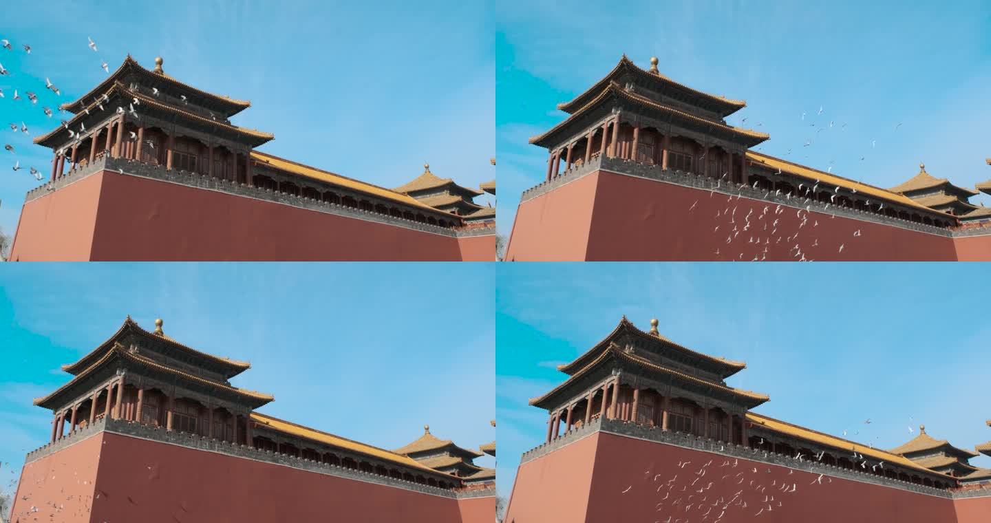 北京故宫午门鸽子绕飞4K60帧升格拍摄
