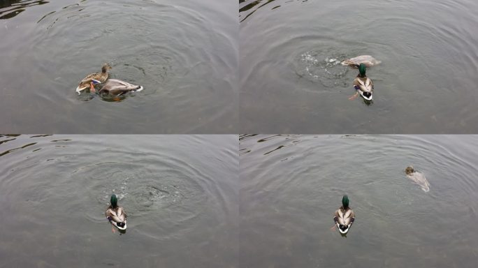 公园中的鸭子水中觅食戏水