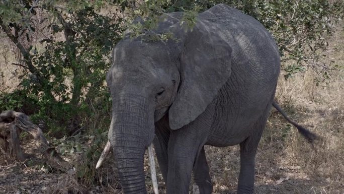 非洲母象，长着不均匀的獠牙拍打着耳朵