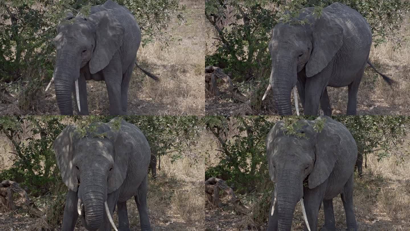 非洲母象，长着不均匀的獠牙拍打着耳朵