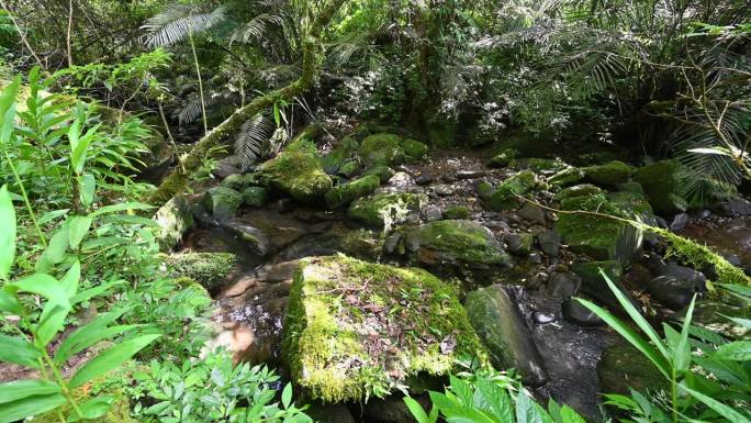 台湾新北市蚌山坑历史步道，河角的可爱景象，河上布满苔藓的美丽岩石，隐藏在森林中，阳光在树叶间闪耀。