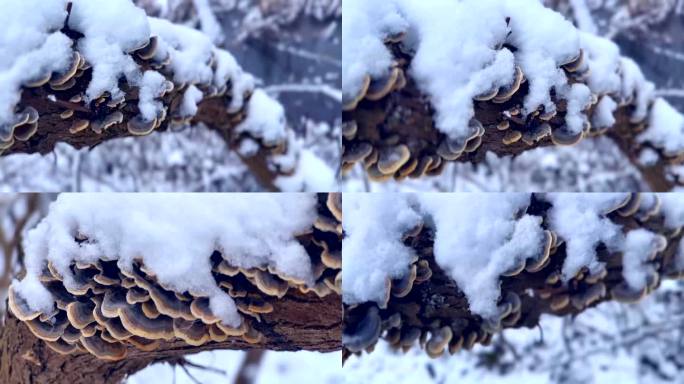 野生树菇冬季雪