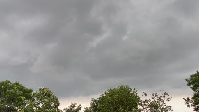 阴雨天乌云风吹树枝