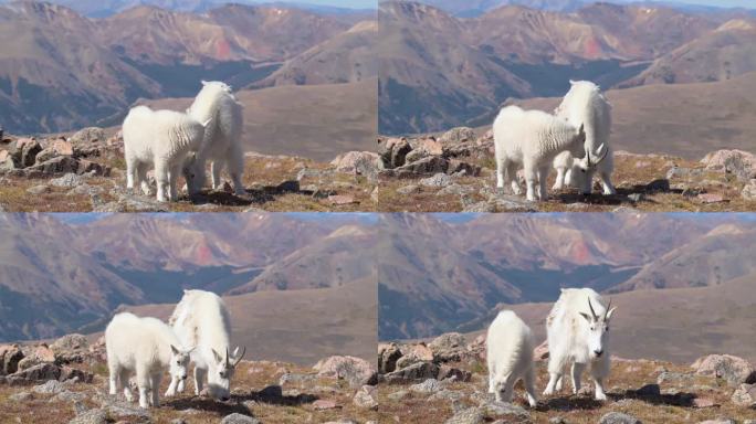 母山羊抬起头，手持手持，看着摄像机，背景是落基山脉