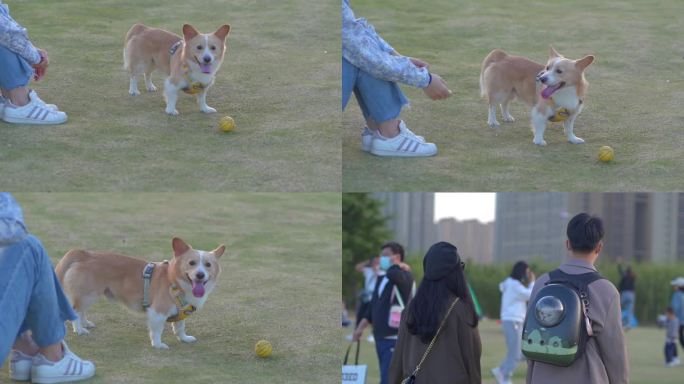 春天公园背猫游玩狗狗