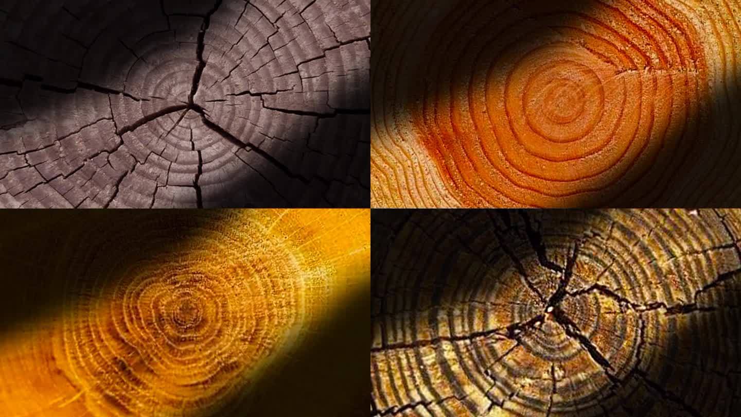树木年轮木头木桩光影-4组