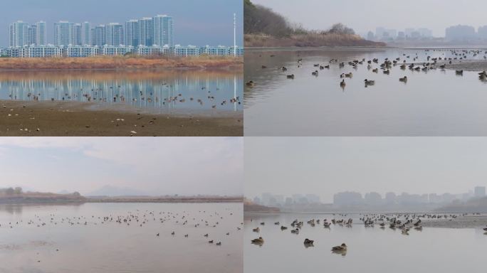 杭州余杭南湖生态环境野鸭栖息航拍