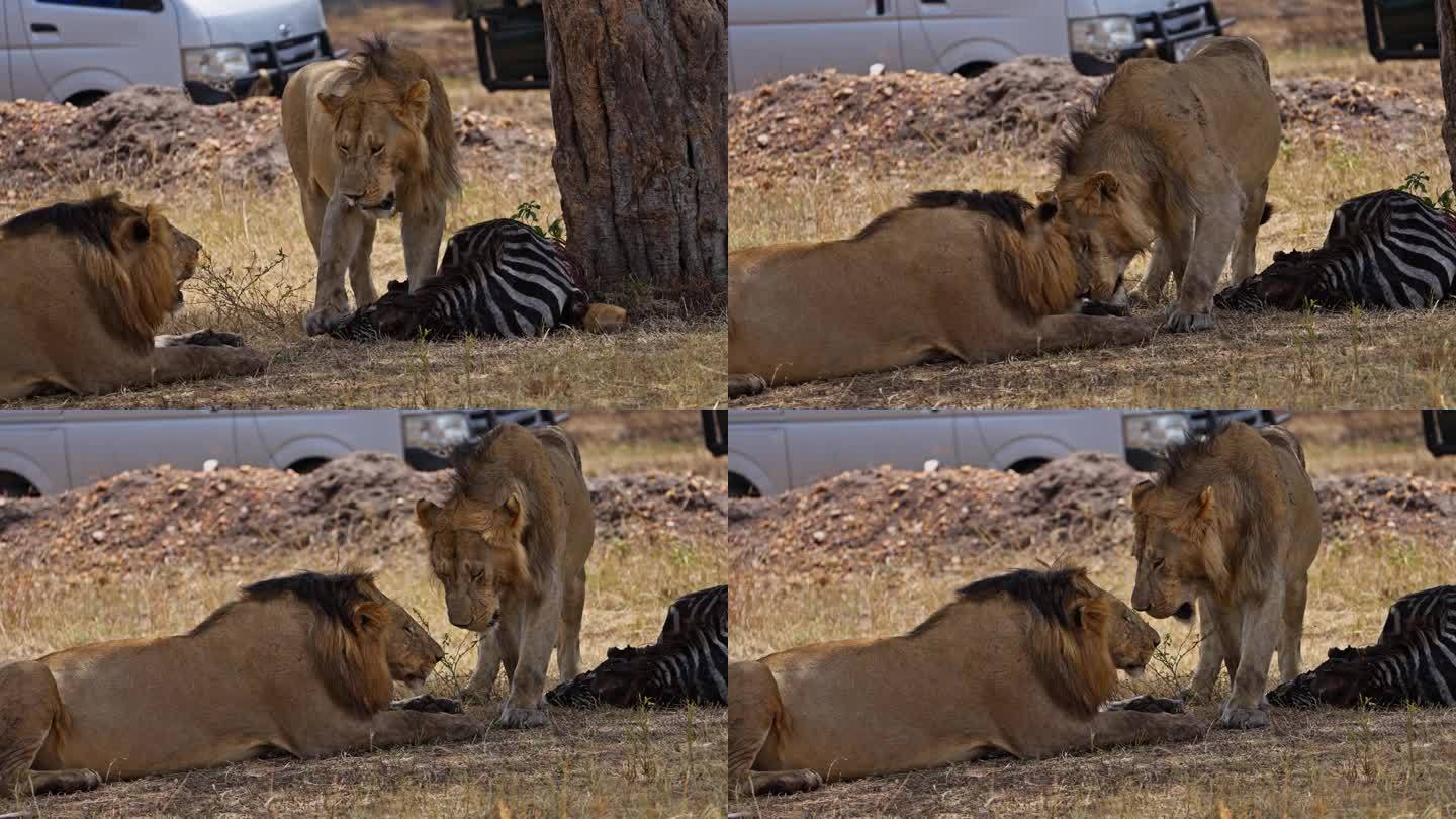 在马赛马拉，雄狮正在吃被猎杀的斑马