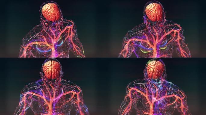 人脑神经系统身体机能透视
