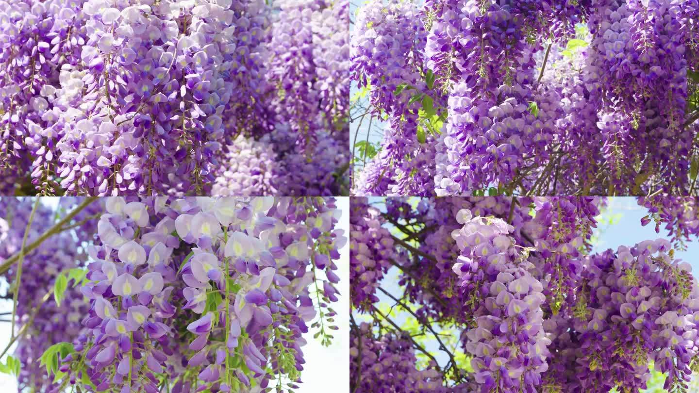 1080p紫藤花春天的花