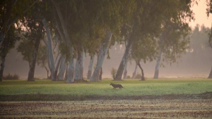 金豺(Canis aureus)在日出的田野里奔跑