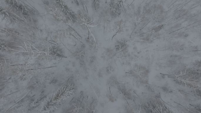 森林雪景素材（4K）