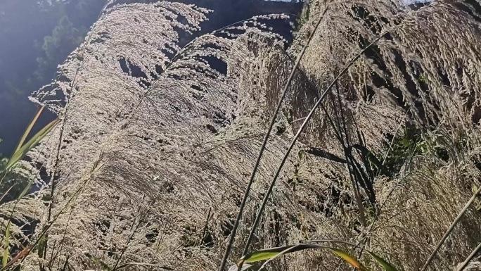 风吹野草摇摆 阳光枯草野花 风吹狗尾草