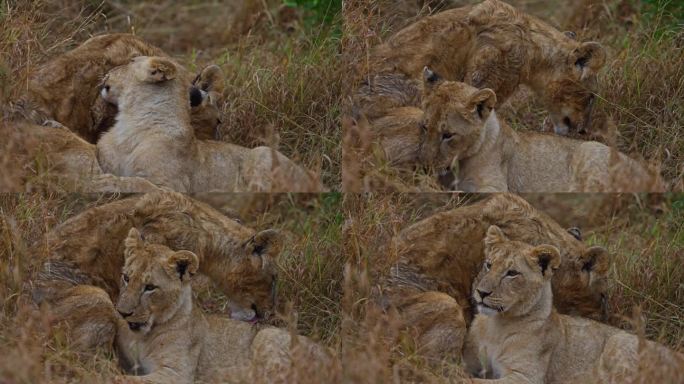 马赛马拉的小狮子互相舔舐和梳理毛发
