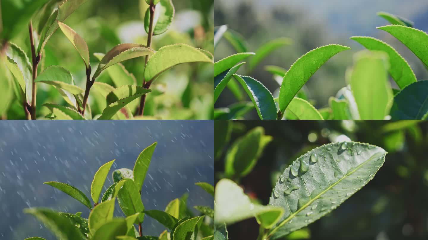 茶山茶园红茶绿茶茶叶种植