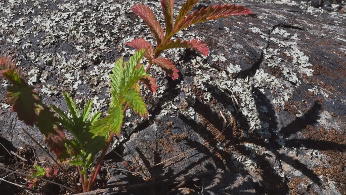 4K火山石植物生长