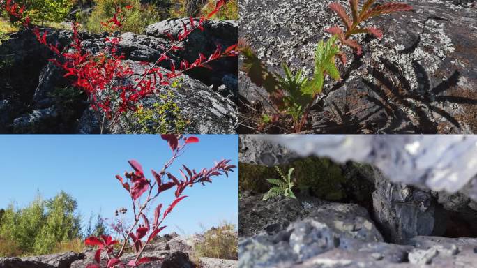 4K火山石植物生长