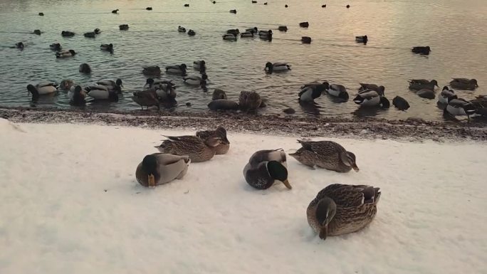 鸭子在雪中寻找食物。许多鸟在冰冷的水中游泳。地面上覆盖着冰雪。鸟儿们摇着头。