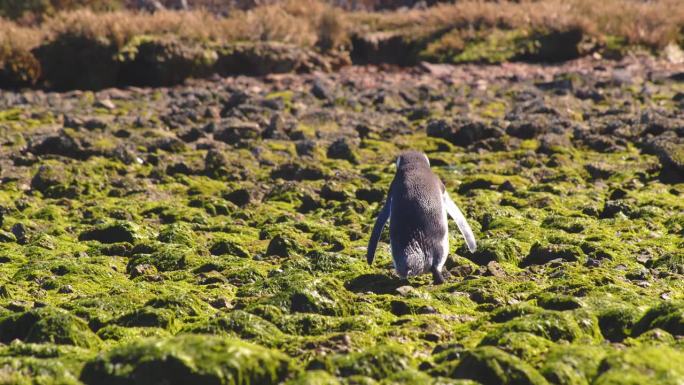 一只麦哲伦企鹅走过长满绿藻的岩石海岸