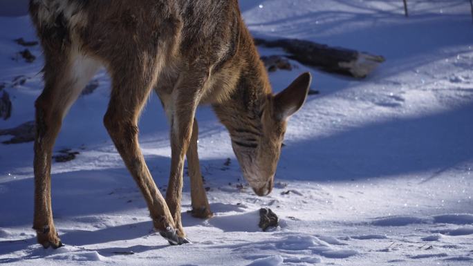 寒冷冬天野生动物梅花鹿在雪中吃食物奔跑