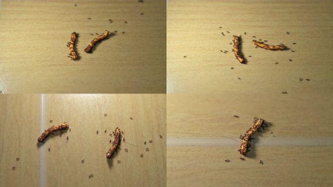 【蚂蚁觅食】蚂蚁在吃小零食