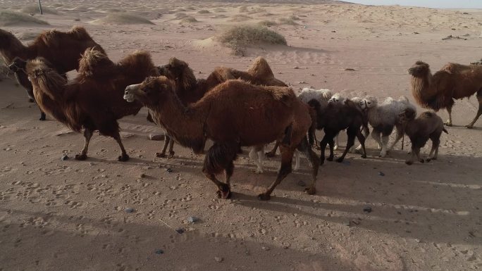 戈壁滩上的骆驼群mp4
