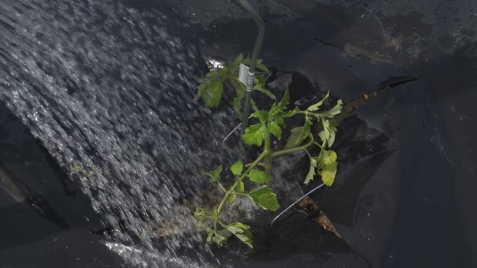 用黑色地膜在蔬菜园里浇灌番茄幼苗。-特写镜头