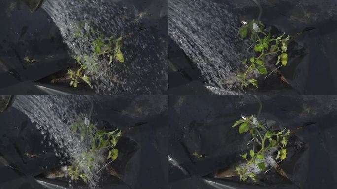 用黑色地膜在蔬菜园里浇灌番茄幼苗。-特写镜头
