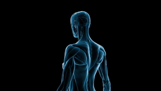 在黑暗的背景上，精细的霓虹线条勾勒出人体肌肉的轮廓。