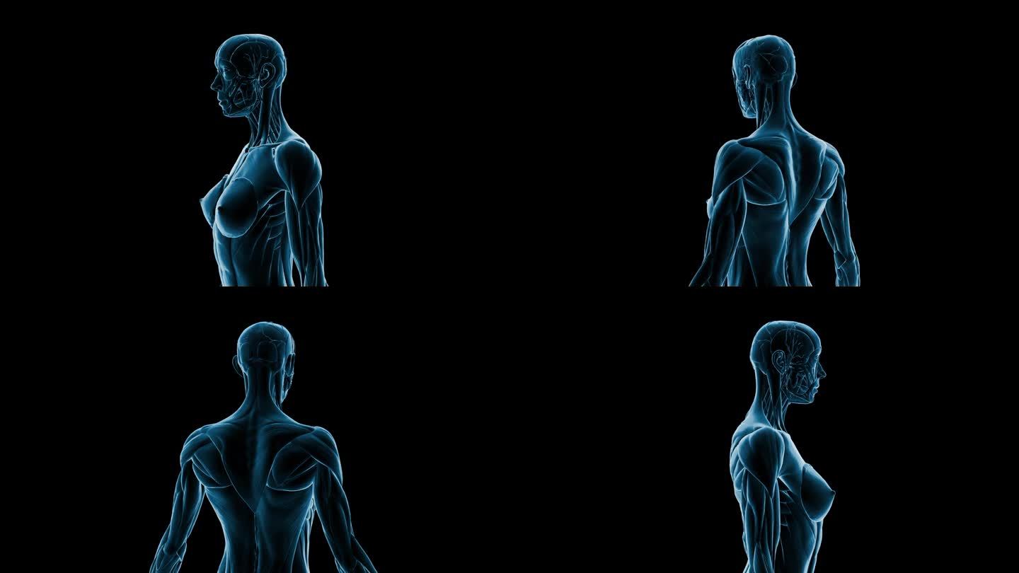 在黑暗的背景上，精细的霓虹线条勾勒出人体肌肉的轮廓。