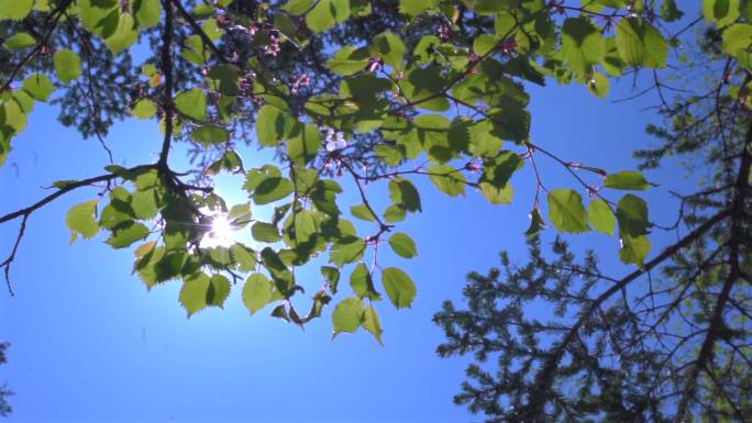 阳光下的树叶慢动作合集
