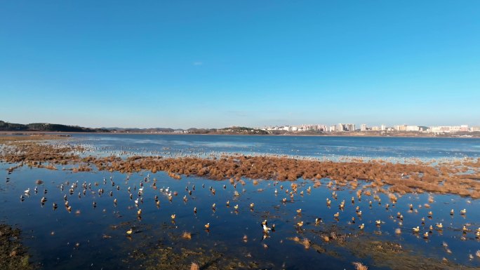 湿地草海上的鸟群4k