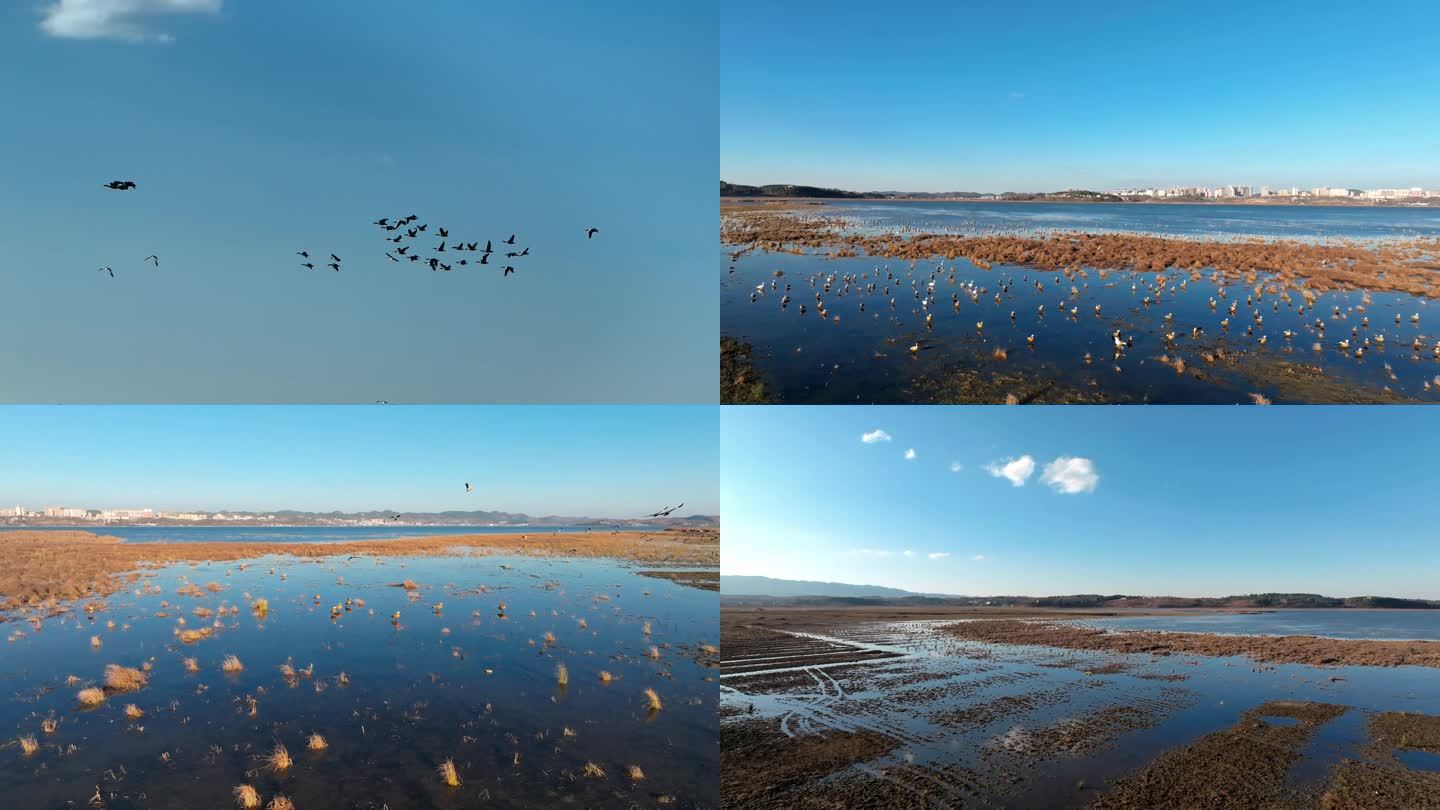 湿地草海上的鸟群4k
