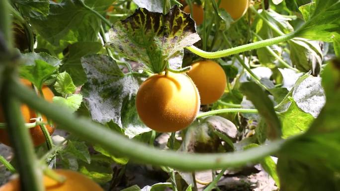 橘子 橙子 大棚种植