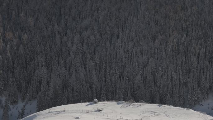冬日森林素材（4K）