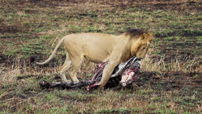 在马赛马拉，雄狮正在吃被猎杀的斑马