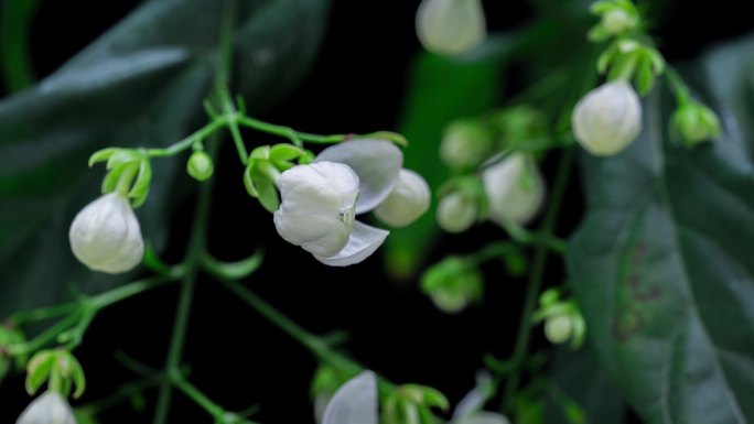 垂丝茉莉开花延时视频