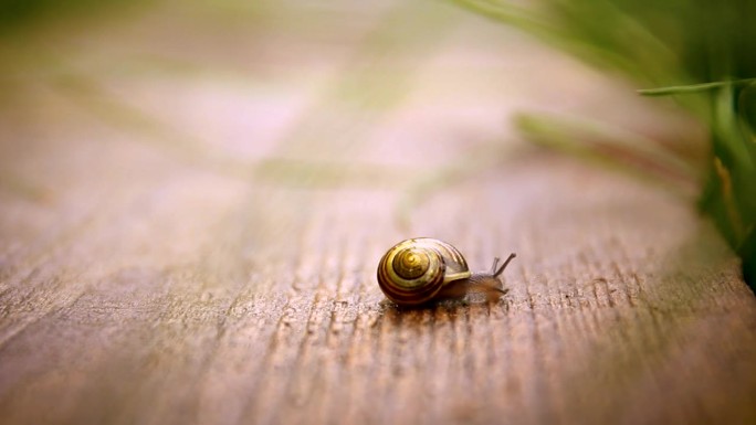 木板上的葡萄蜗牛。