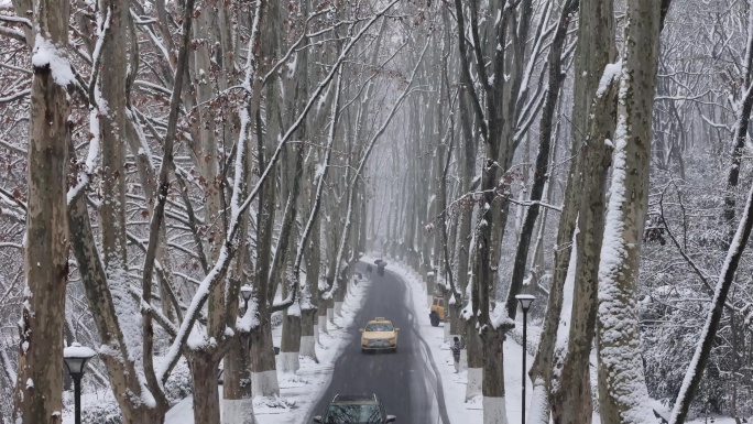 航拍雪中梧桐大道