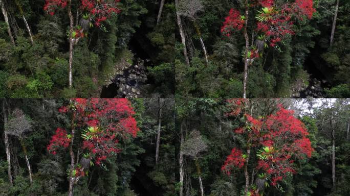 在澳大利亚的拉明顿国家公园，一棵生长在小溪边的昆士兰火焰树绽放出鲜红色的花朵